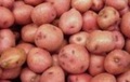 Сорт картофеля Любава