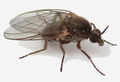 Суточный ход численности кровососущих мошек (diptera, simuliidae) Западной Якутии