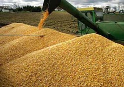 Валовой сбор зерна в Сибири может снизиться на 18-20%