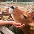 Высокая маржинальность органической молочной продукции — планка до которой нужно дотянуться